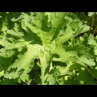 Geranium Ibericum (fam. Geraniacees)(Caucase) (05)